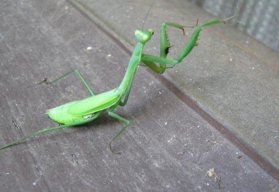 grasshopperpraying mantis