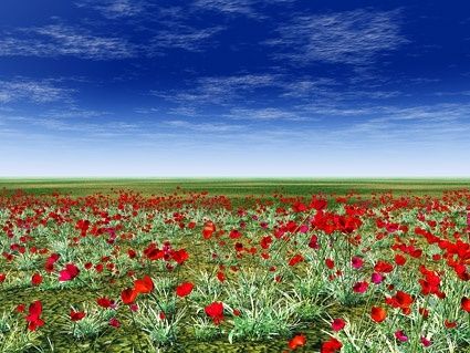 grasslands on red flower picture