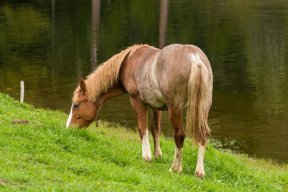 grazing horse picture elegant realistic 