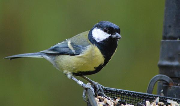 great tit on tray