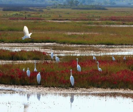 great white herons marsh bog