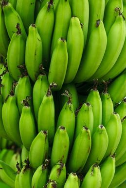 green bananas background