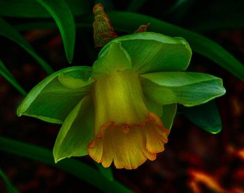 green daffodil jonquil narcissus