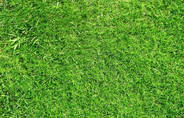 green grass 03 hd picture