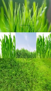 green grass grass closeup highdefinition picture 1 5p