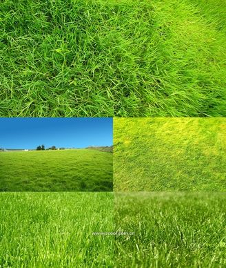 green grass grass closeup highdefinition picture 2 5p