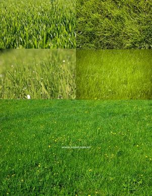 green grass grass closeup highdefinition picture 3 5p
