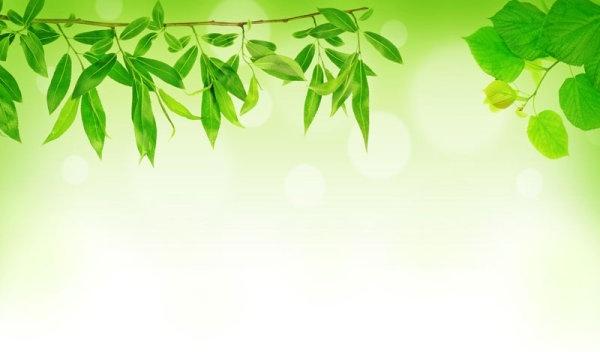 green leaf background 04 hd picture