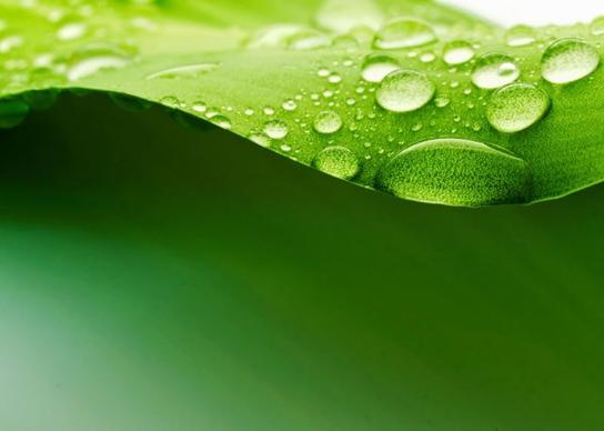 green leaf drops hd picture 5