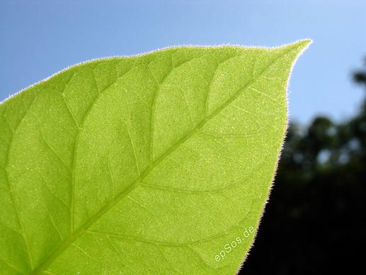 green leaf of a bio plant in nature