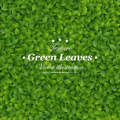 green leaves design vector