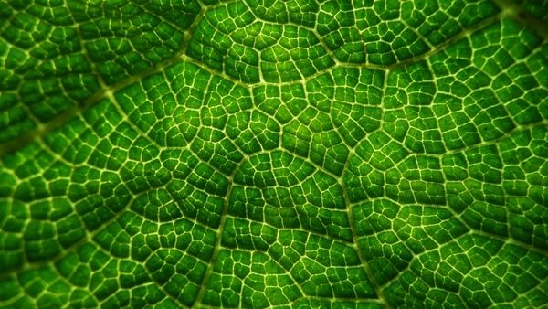 green leaves structure