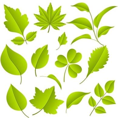 green leaves vector graphic set