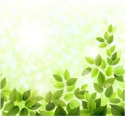 green leaves with sunlight design vector