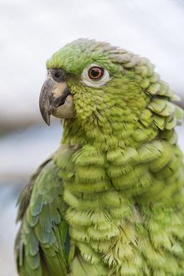 green parrot ii