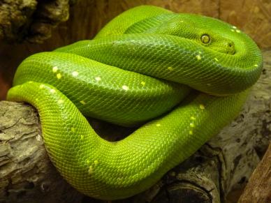 green  python backdrop picture closeup elegance realistic