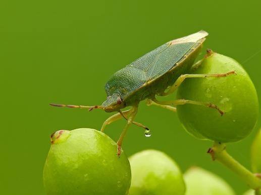 green shieldbug