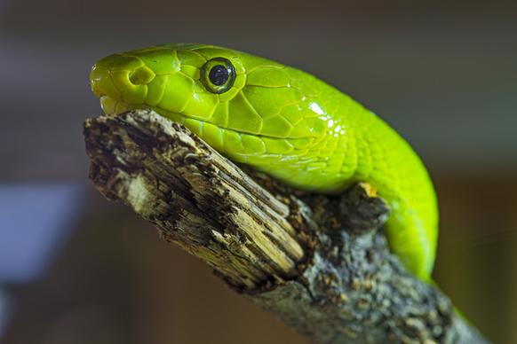 green snake portrait