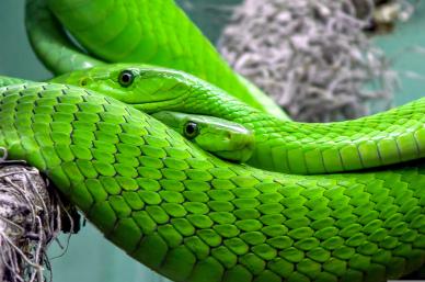 green snakes picture elegant closeup