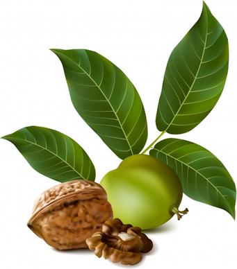 nature product icon ripe unripe walnut realistic design