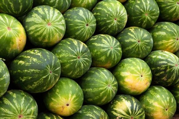 green watermelon background
