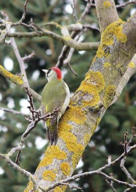 green woodpecker birds spring