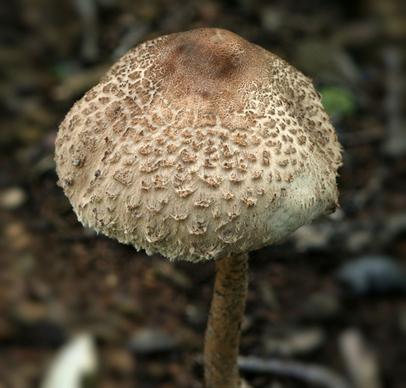 green-spored lepiota mushroom poison