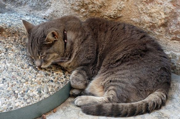 grey cat sleeping