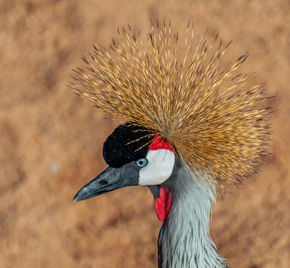 grey crowned crane picture closeup face