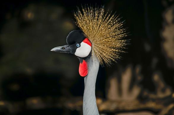 grey crowned crane picture contrast face closeup 