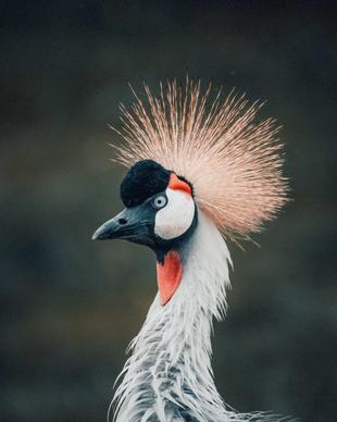 grey crowned crane picture cute closeup face