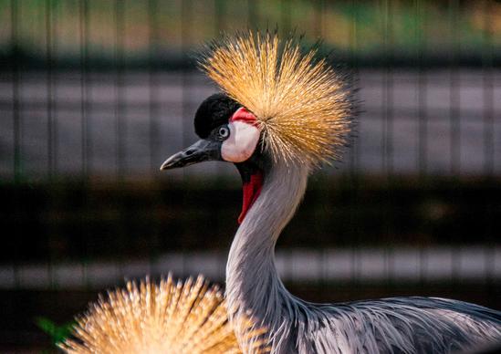grey crowned crane picture elegant contrast face  