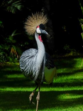 grey crowned crane picture elegant contrast realistic 