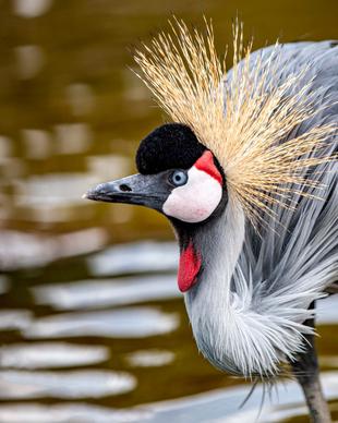 grey crowned crane picture elegant face closeup 