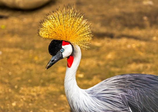 Grey crowned crane picture elegant realistic 