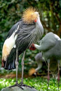 grey crowned cranes heard picture elegant realistic 