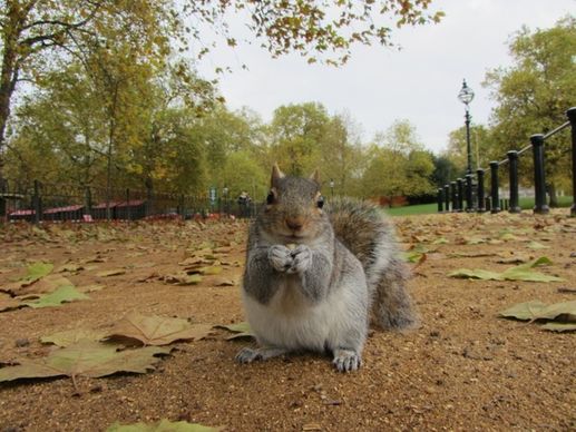grey squirrel park london