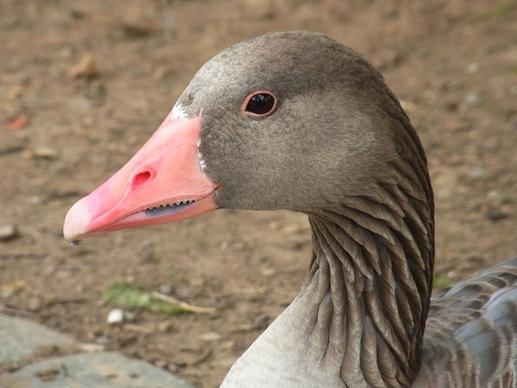 greylag goose anser anser goose