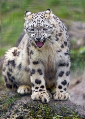 grimacing snow leopard