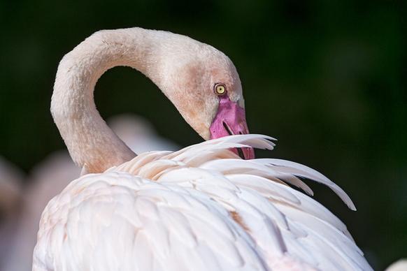 grooming pink flamingo