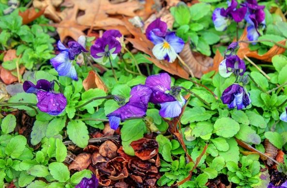 group of violets