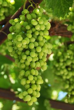 growing grapes