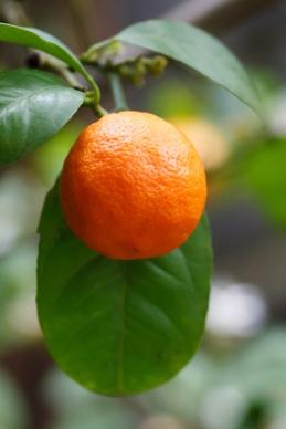 growing mandarin