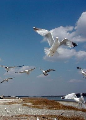 gull flight