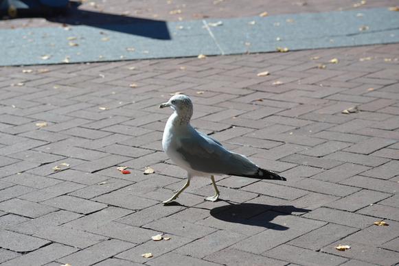 gull on liberty is 10 12 14 10