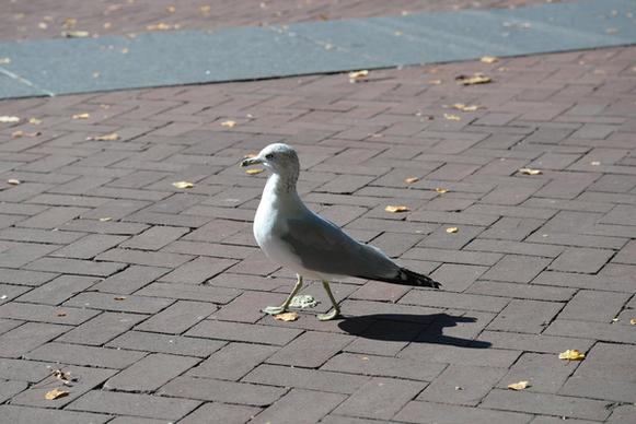 gull on liberty is 10 12 14 9