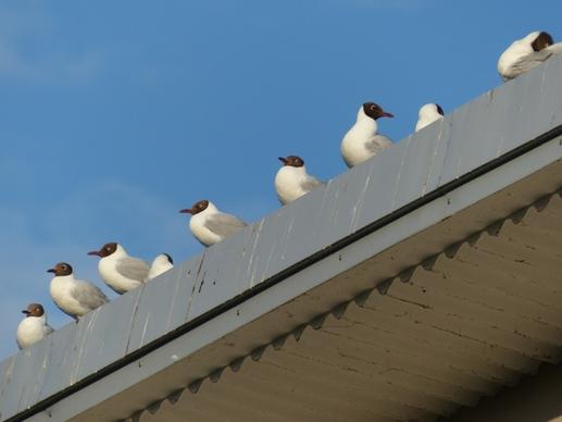 gulls animal birds