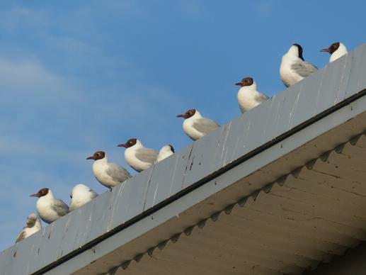 gulls birds in a series