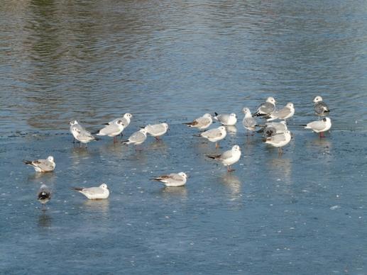 gulls birds waser