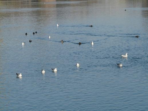 gulls ducks swim